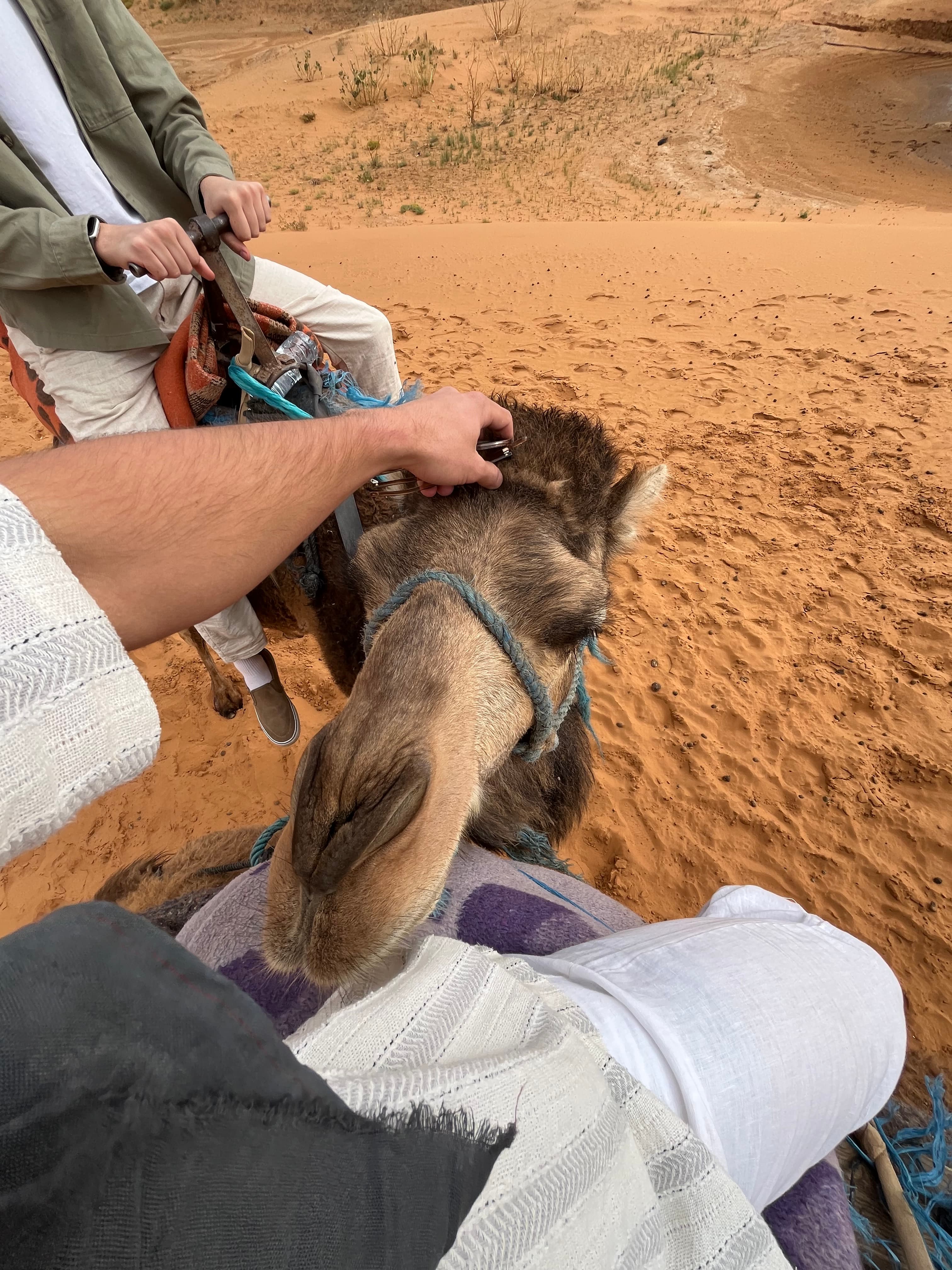 Camel ride in Sahara
